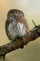 12 Sperlingskauz - Glaucidium passerinum